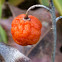 Lily of the Valley seed pod.