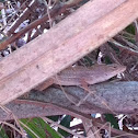 Brown anole