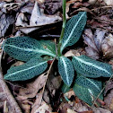 Rattlesnake Plantain