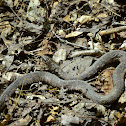 Banded Water Snake