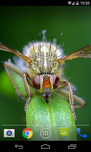 How to download Insects wallpapers HQ lastet apk for bluestacks