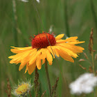 Coneflower