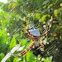 Silver Argiope