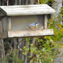 Red-breasted Nuthatch
