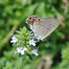 Gray Hairstreak Butterfly