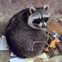 Raccoon
