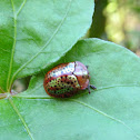 Tortoise Beetle