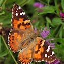 Painted lady