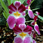 Orchid