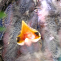Robin Chicks and Nest