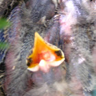 Robin Chicks and Nest