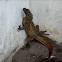 Philippine Sailfin Lizard