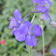 Rocket Larkspur