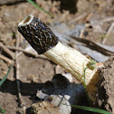 Stinkhorn