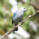 Blue-gray Tanager