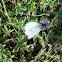 Cabbage butterfly