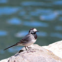 White Wagtail