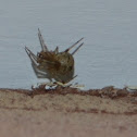 Common House Spider