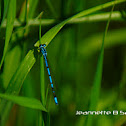 Azure Damselfly
