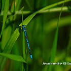 Azure Damselfly
