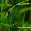 Azure Damselfly