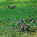 Eastern gray squirrel