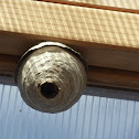 Wasp nest