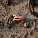 Fidler Crab