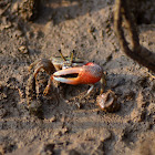 Fidler Crab