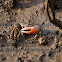 Fidler Crab