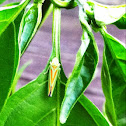Red-banded leafhopper