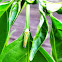 Red-banded leafhopper