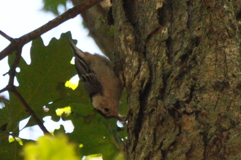 Spotting Image 1