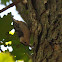 White-breasted Nuthatch