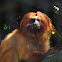 Golden Lion Tamarin