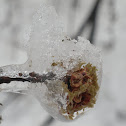 Silver Maple