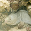 Peppered Moray