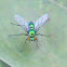 Long Legged Fly
