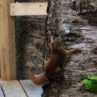 Red squirrel