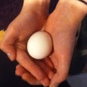 Chicken egg