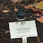Oriental Magpie Robin