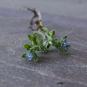 Corn Speedwell