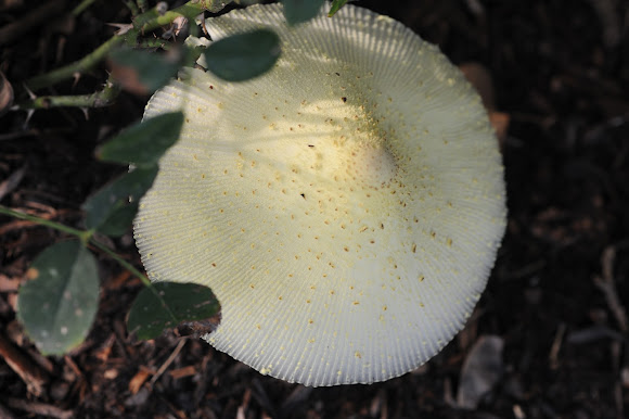 Spotting Image 1