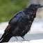 Raven