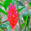 Red Ginger
