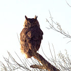 Horned Owl