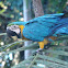Blue and Yellow Macaw