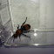 Red velvet ant