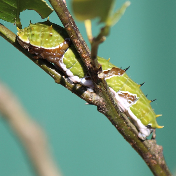 Orchard Swallowtail Caterpillar Project Noah