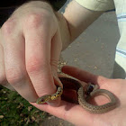Common Garter Snake juvenile